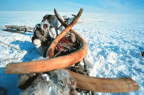 Mammoth Ivory Harvesting In The Frozen Siberian Landscape